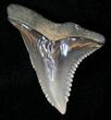 Beautiful Hemipristis Shark Tooth Fossil #15330-1